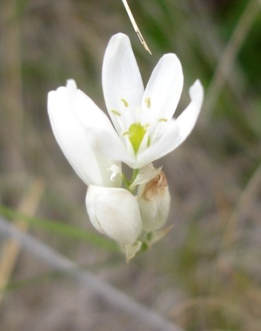 Ornithogalum juncifolium green anthers